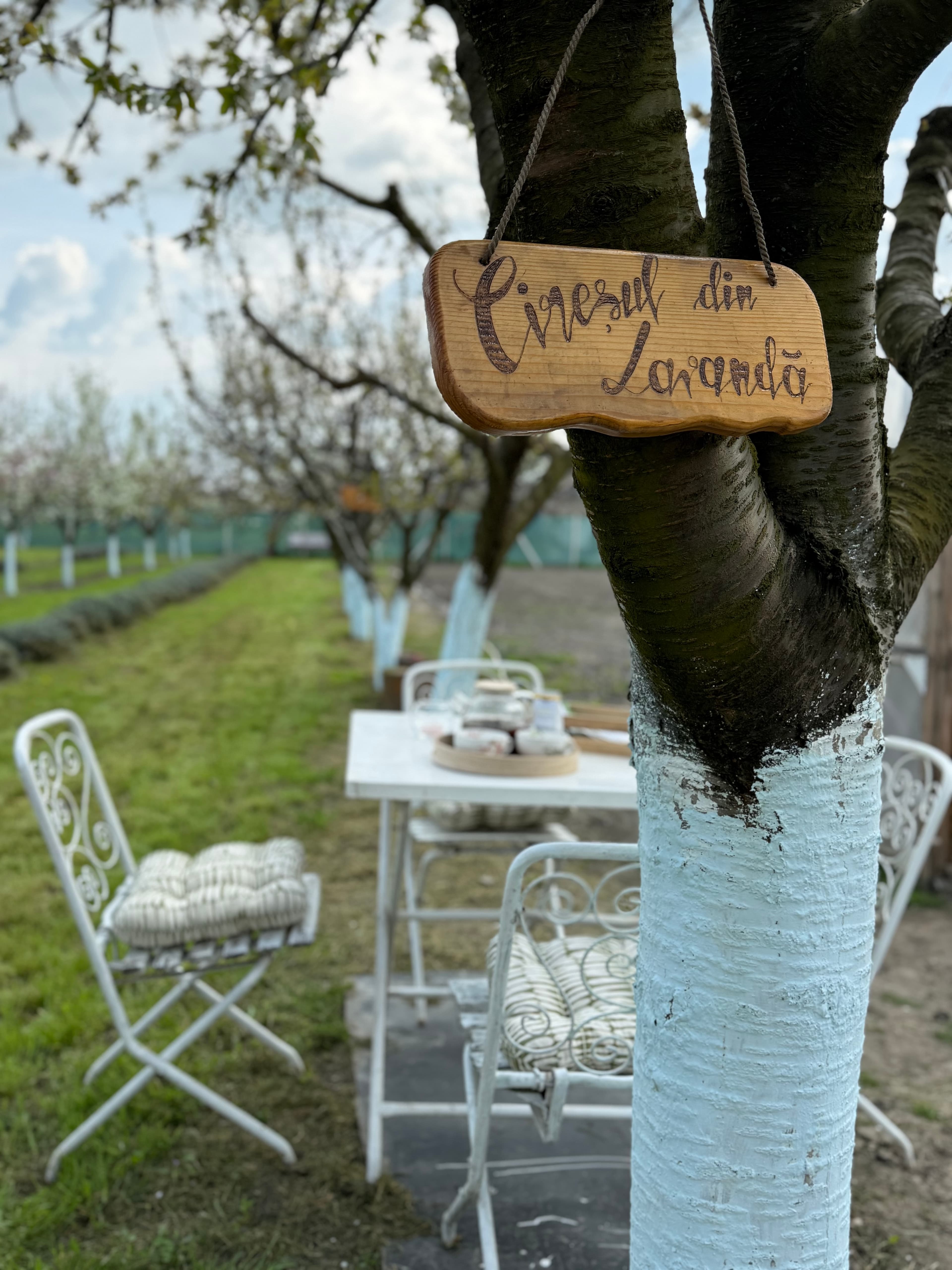 Cireşul din Lavandă - Imagine 3