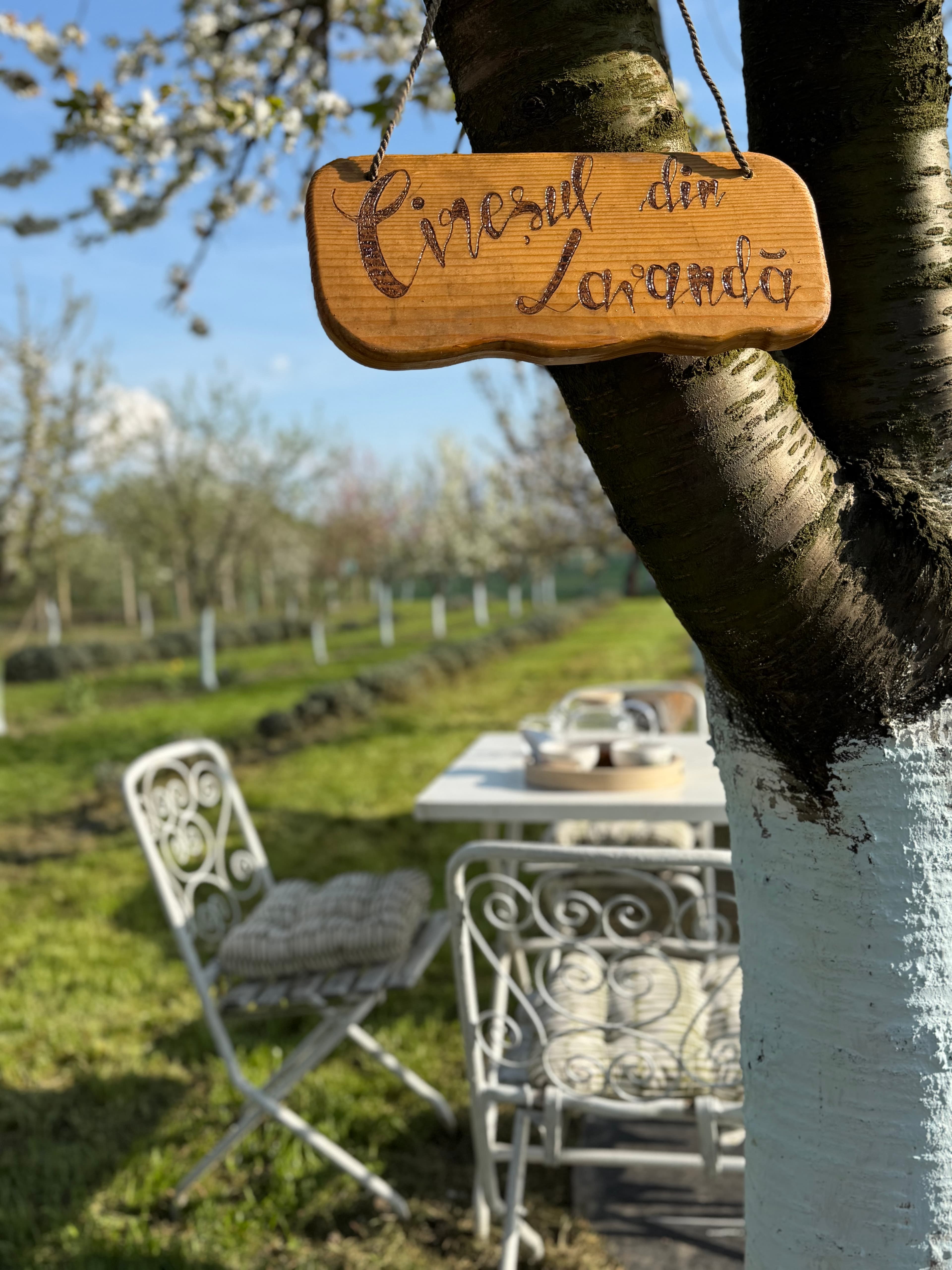 Cireşul din Lavandă