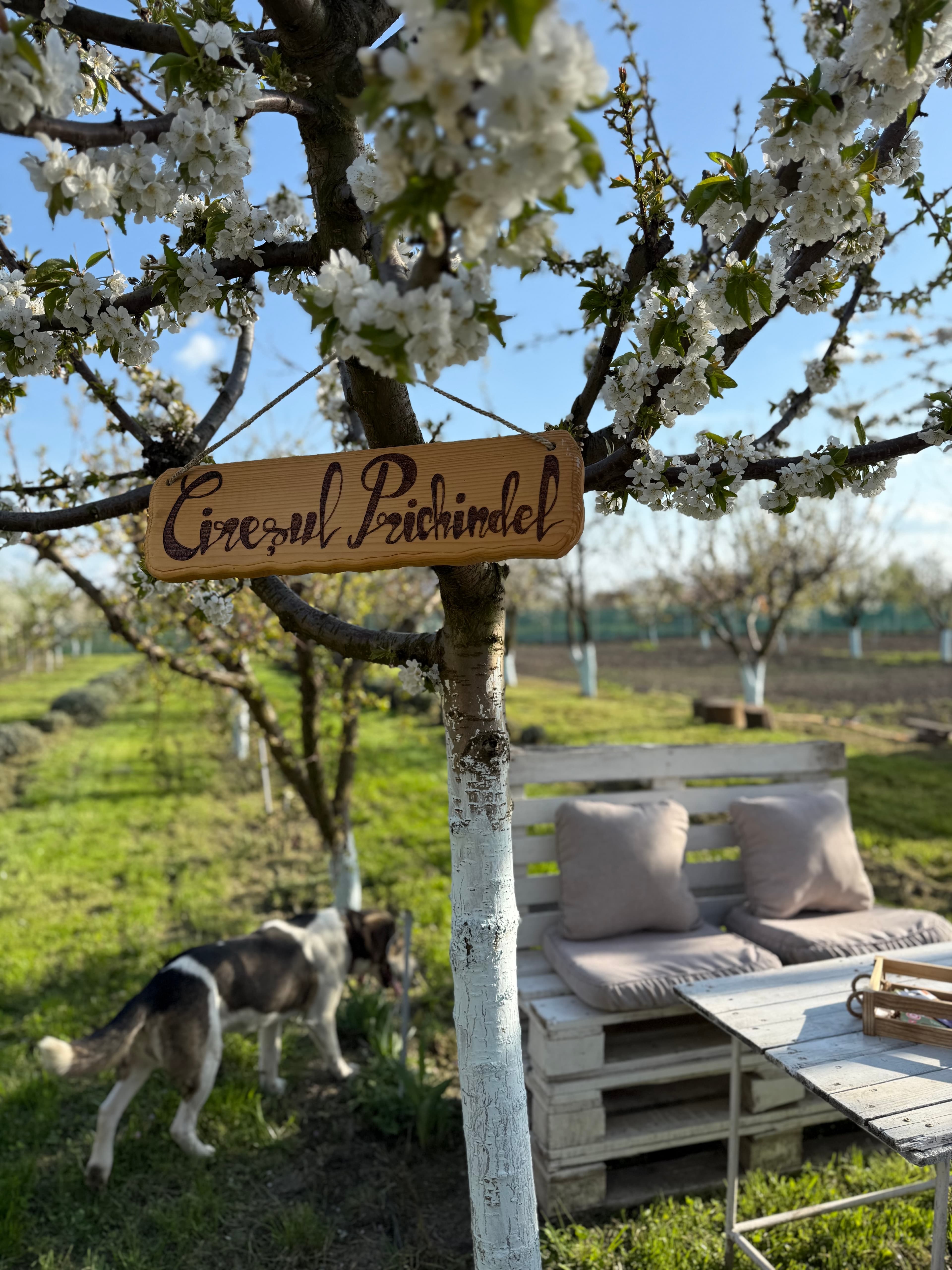 Cireşul din Lavandă - Imagine 4