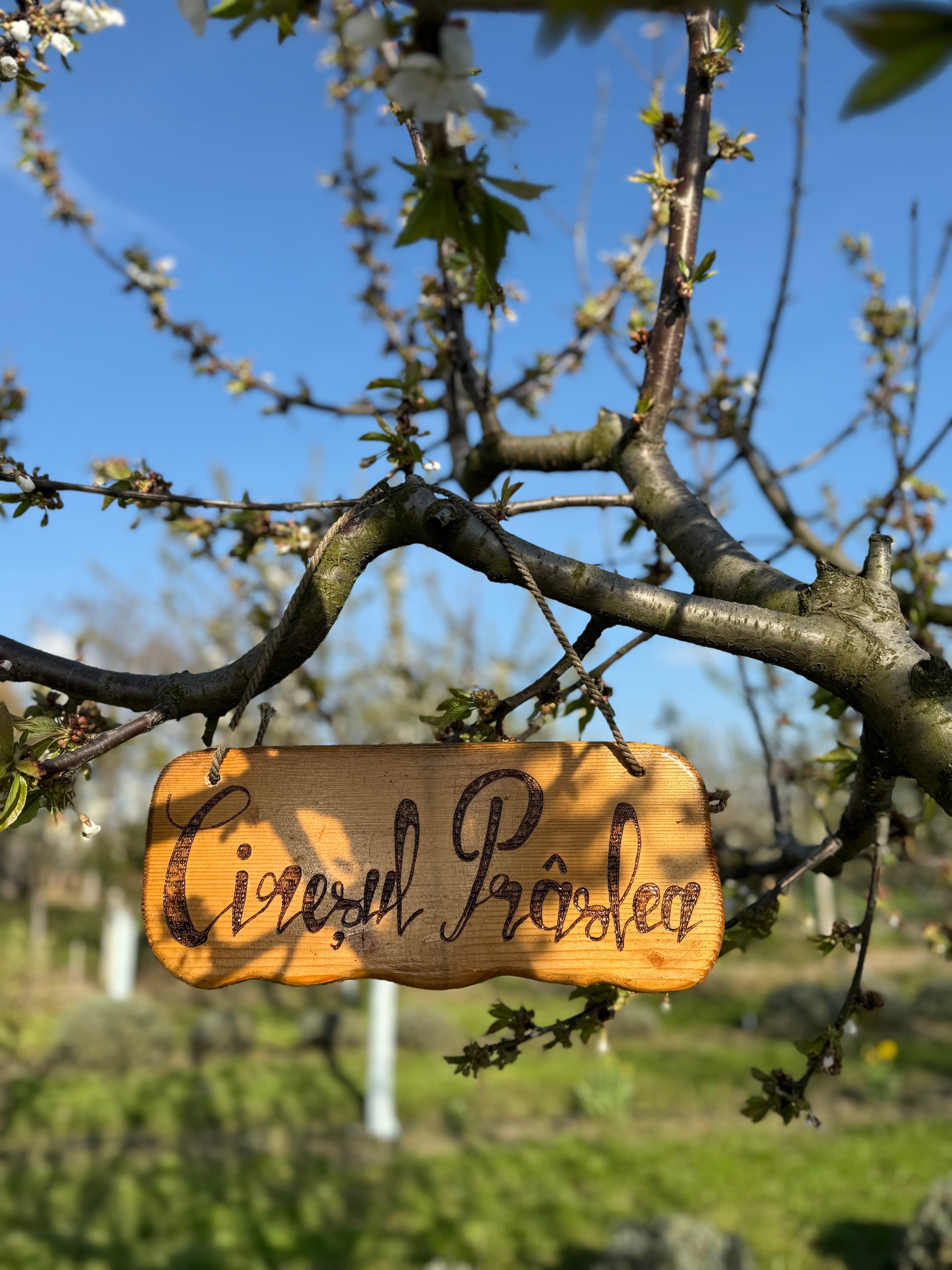 Cireşul din Lavandă - Imagine 5