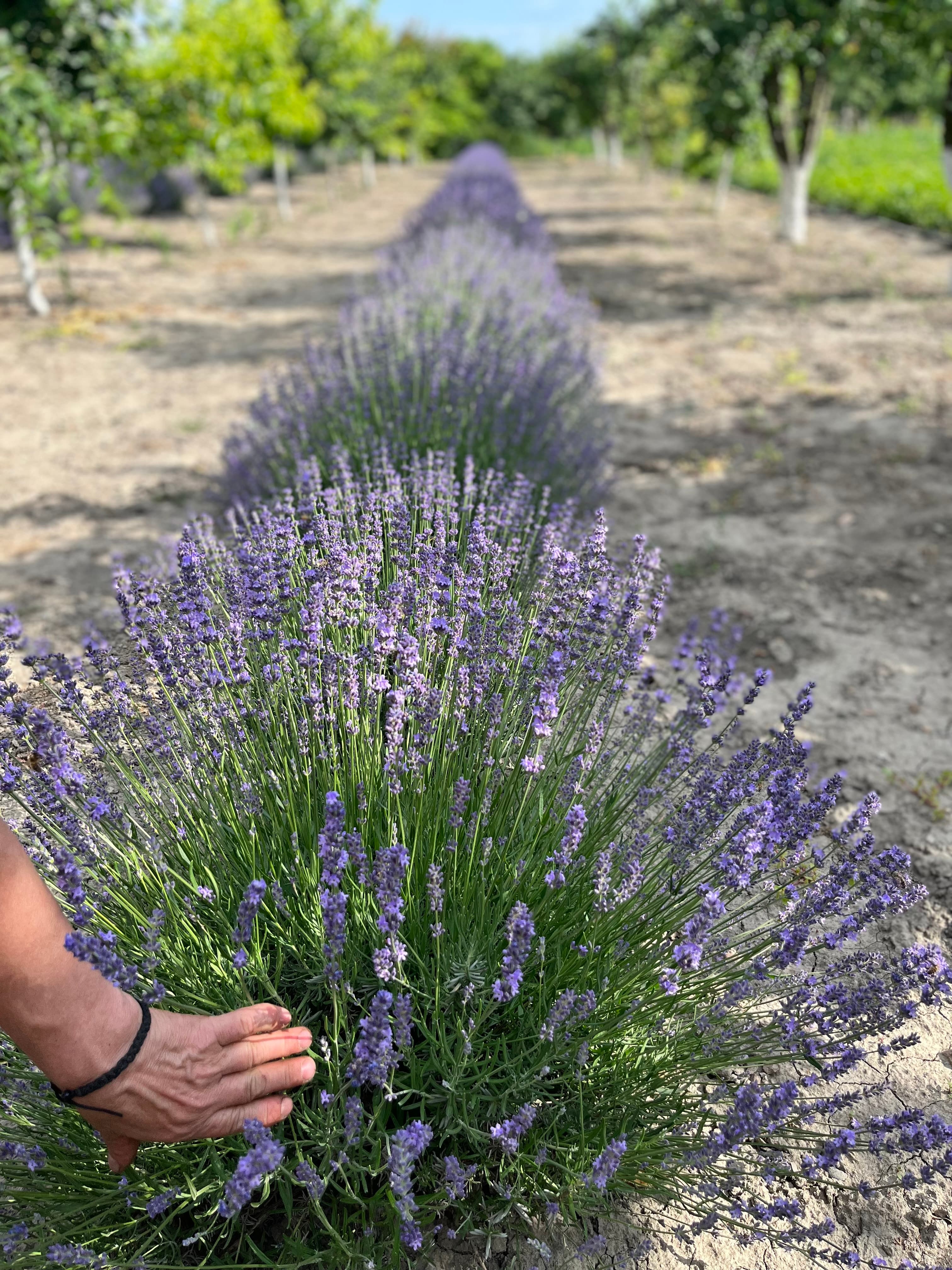 Cireşul din Lavandă - Imagine 8