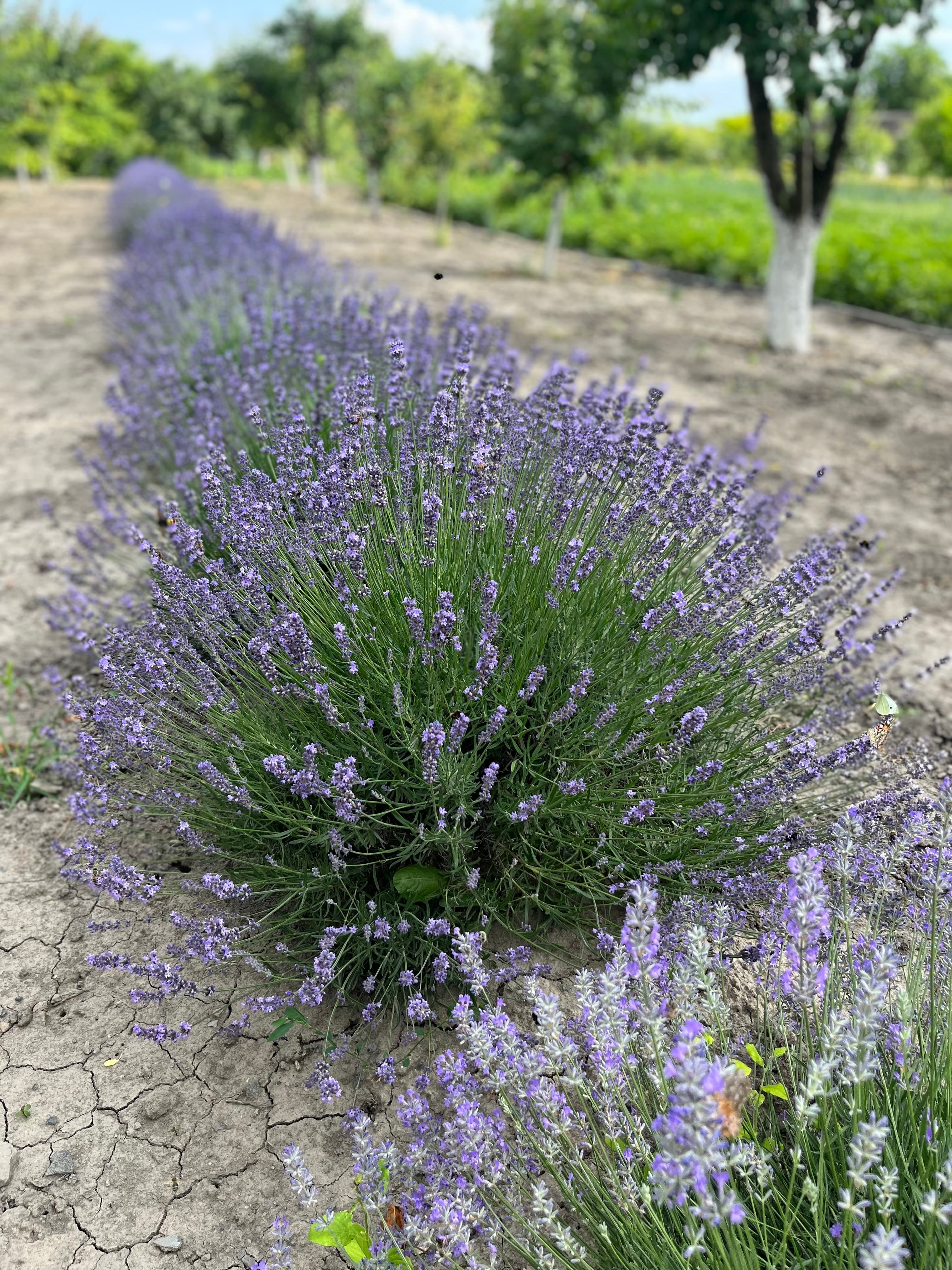 Cireşul din Lavandă - Imagine 7