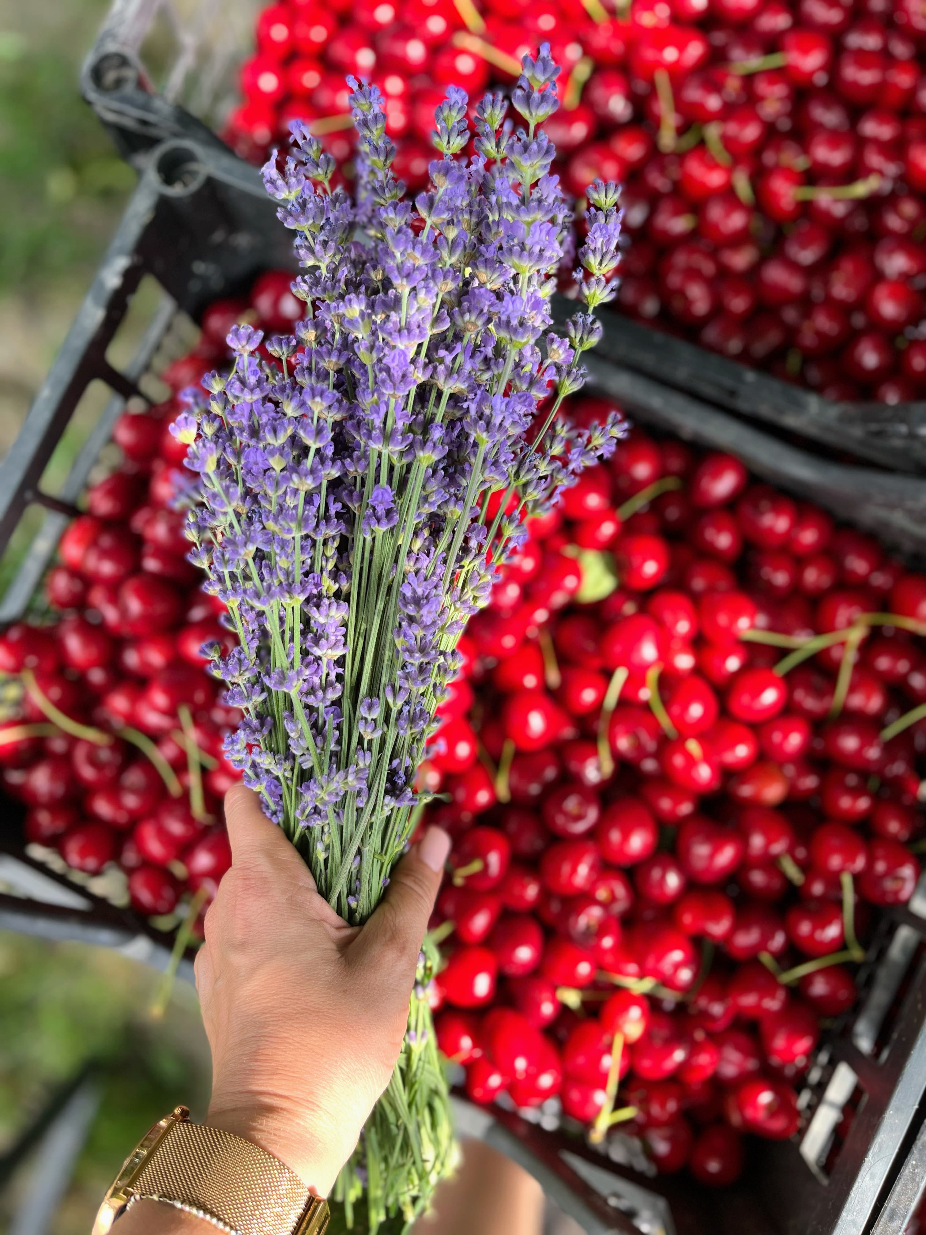 Cireşul din Lavandă - Imagine 9