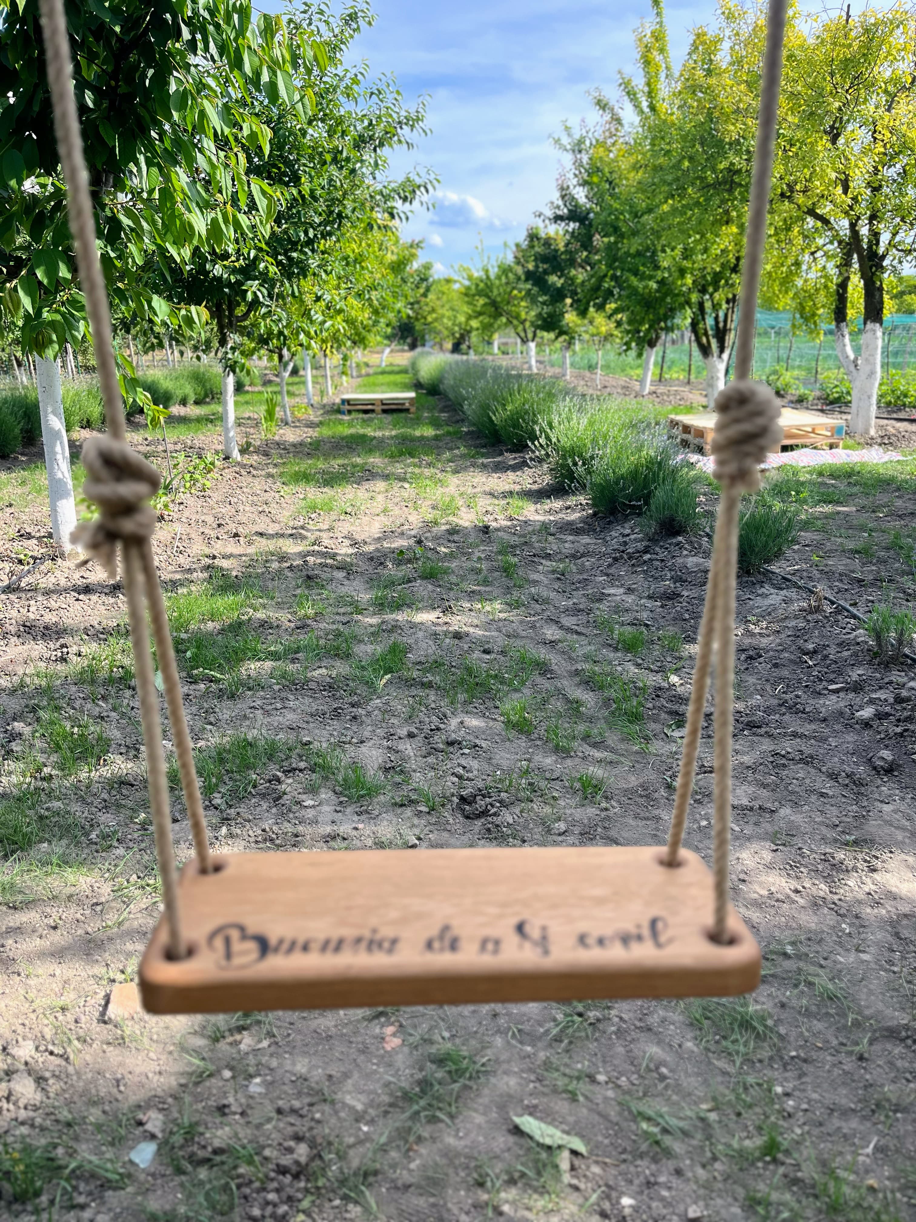 Cireşul din Lavandă - Imagine 6