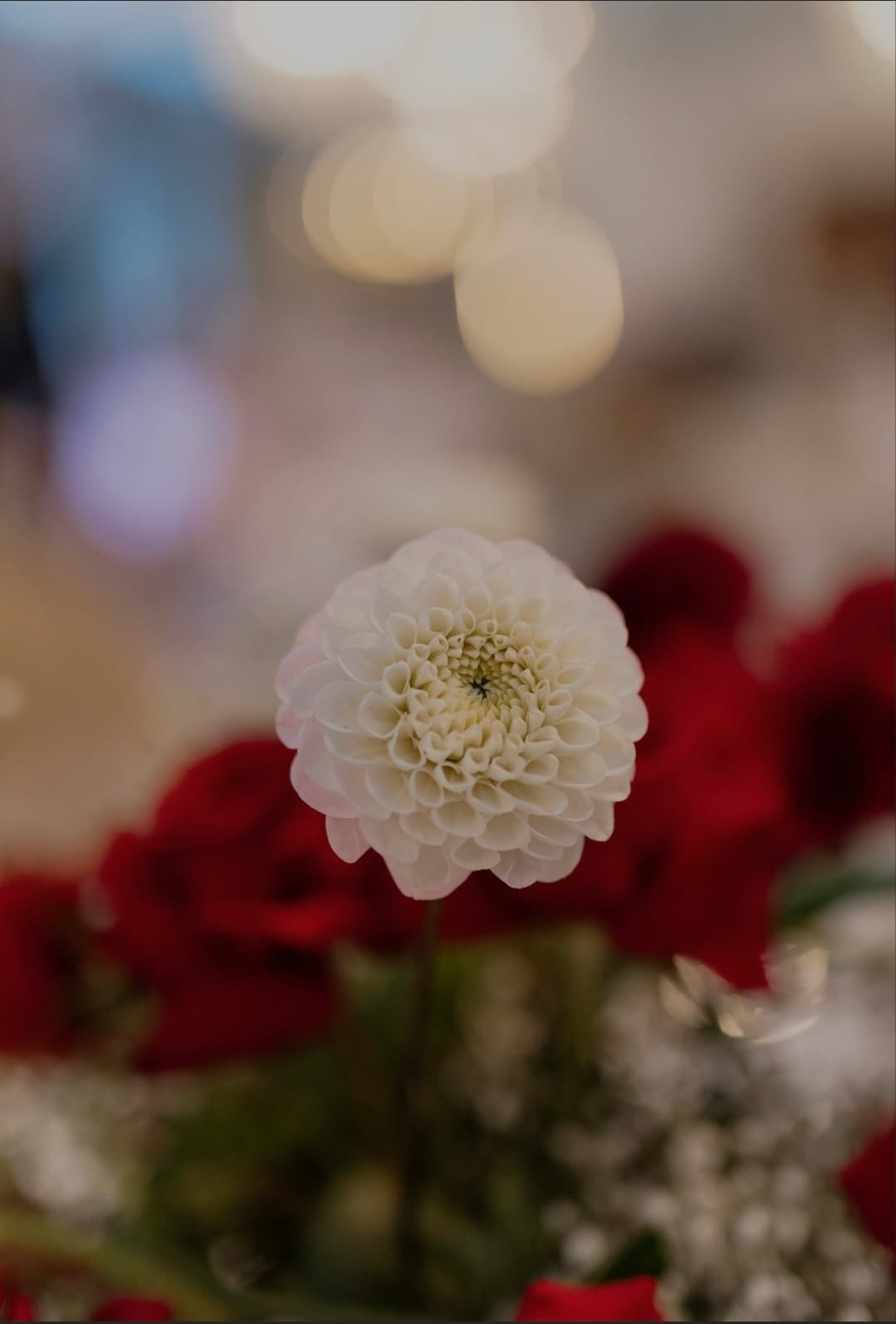 Cavalerul cu flori  - Imagine 4