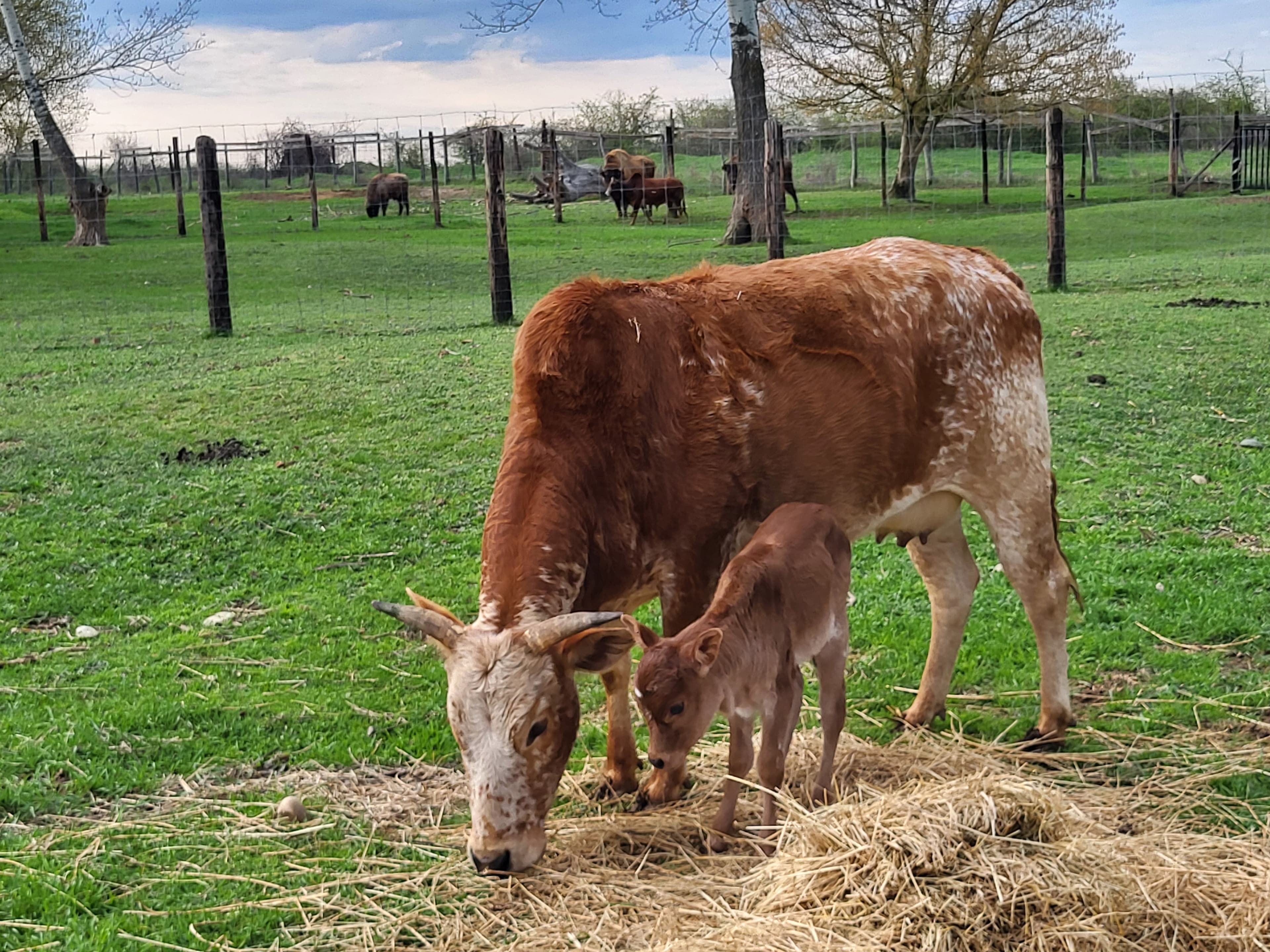 Ferma ZooLand Arad - Imagine 7