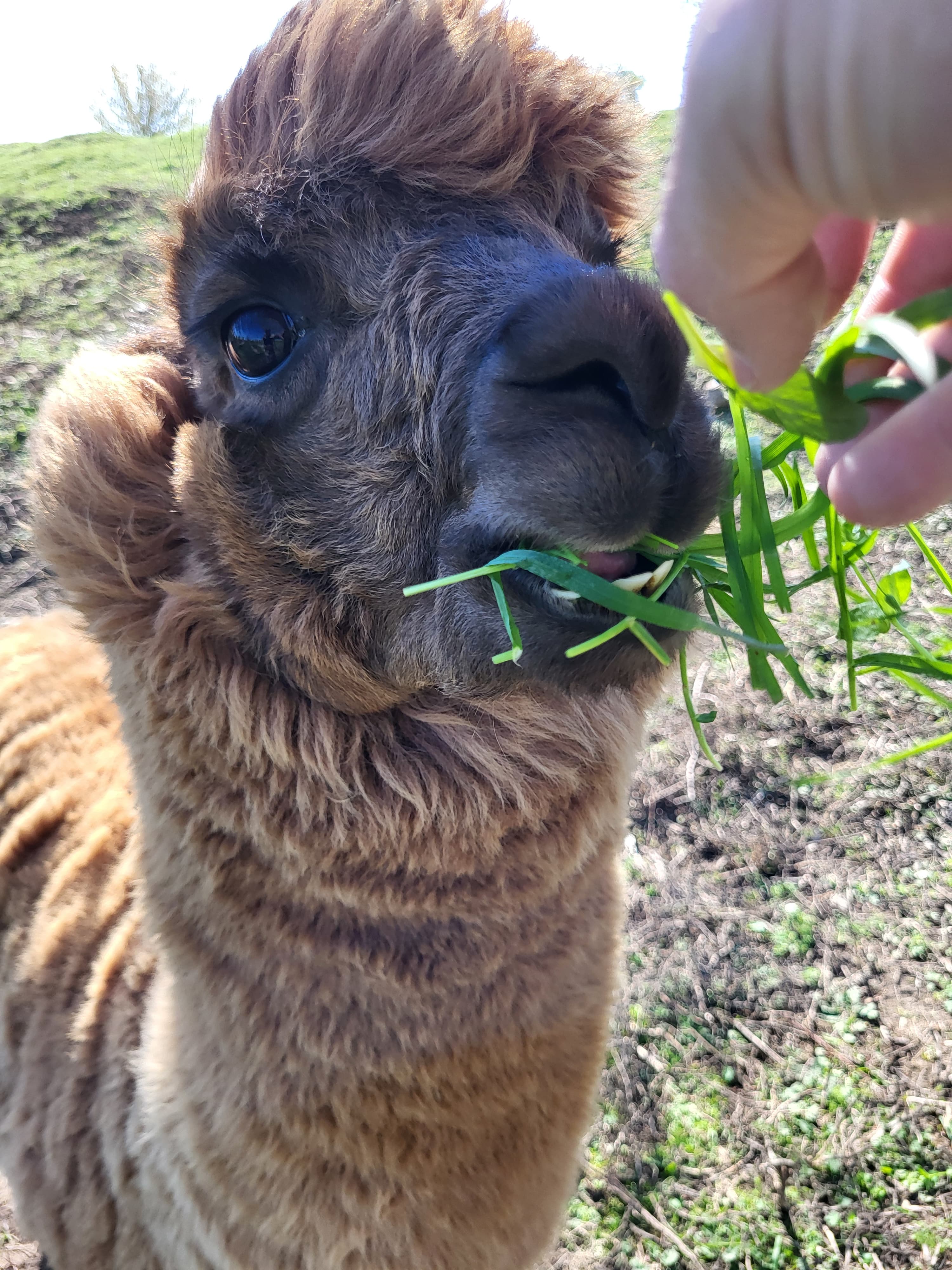 Ferma ZooLand Arad - Imagine 6