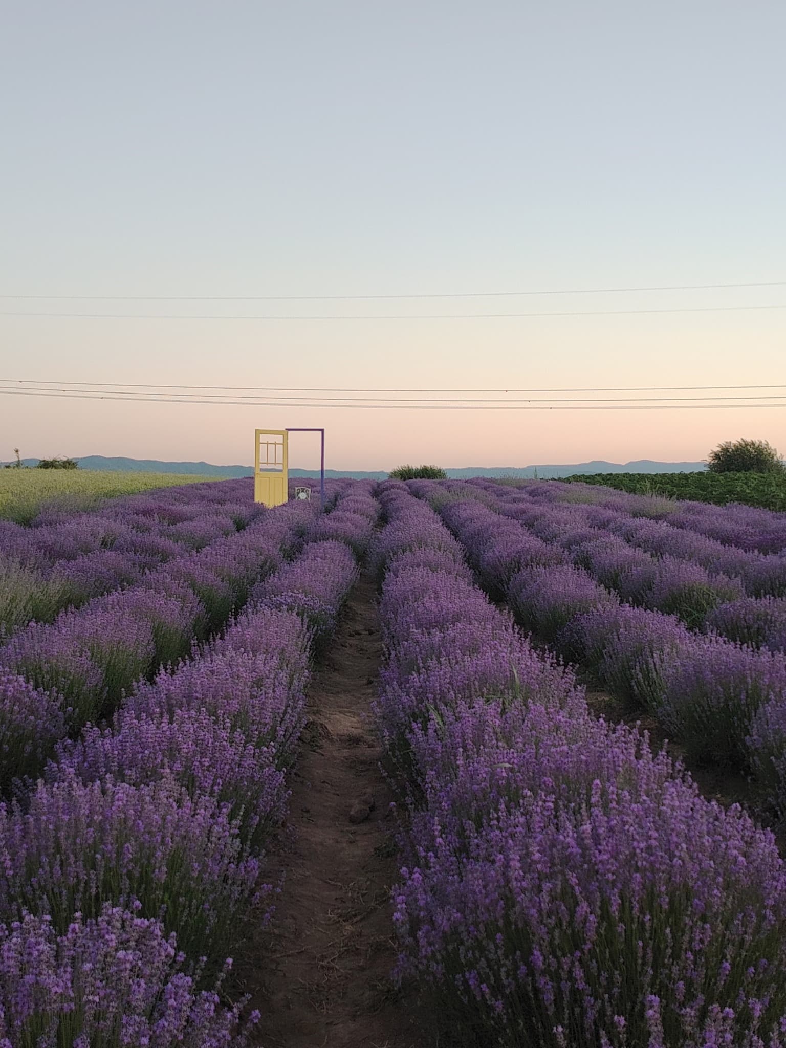 Hai pe campul de lavanda Doua fire mov
